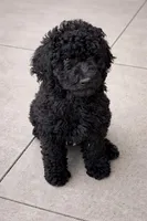 “Risha “, a female Goldendoodle for sale in Rush Springs, OK – Photo 1 of 3