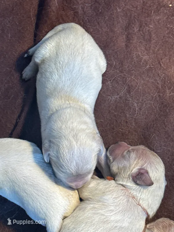 Pink Female -Lindy  – English Cream Golden Retriever puppy for sale in Rush Springs, OK