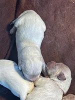 Pink Female -Lindy , a female English Cream Golden Retriever for sale in Rush Springs, OK – 1 of 10