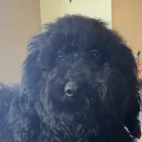 Jett, a male Goldendoodle for sale in Rush Springs, OK – Photo 1 of 6