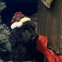 Jett, a male Goldendoodle for sale in Rush Springs, OK – Photo 6 of 6