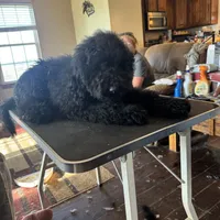 Jett, a male Goldendoodle for sale in Rush Springs, OK – Photo 2 of 6