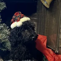 Jett, a male Goldendoodle for sale in Rush Springs, OK – Photo 5 of 6