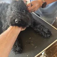 Jett, a male Goldendoodle for sale in Rush Springs, OK – Photo 3 of 6