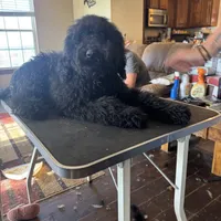 Jett, a male Goldendoodle for sale in Rush Springs, OK – Photo 4 of 6