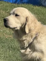 Purple Male- Lindy , a female English Cream Golden Retriever for sale in Rush Springs, OK – 7 of 8
