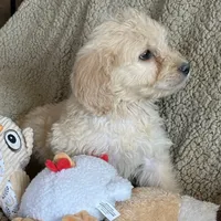 Gorgeous Red -Penny, a female Goldendoodle for sale in Rush Springs, OK – Photo 3 of 6