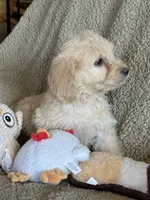 processed/b65e8bb9-53c5-4930-a4cf-7e34b0deba98/listing/60cb88e3-22f0-4a05-a4d9-f85b23ea0cd5/295ada7d-ac96-463a-8f52-fbe38f665ae6