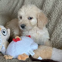 Gorgeous Red -Penny, a female Goldendoodle for sale in Rush Springs, OK – Photo 6 of 6