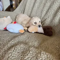 Gorgeous Red -Penny, a female Goldendoodle for sale in Rush Springs, OK – Photo 5 of 6