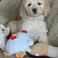 Gorgeous Red -Penny, a female Goldendoodle for sale in Rush Springs, OK – Photo 1 of 6