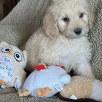 Gorgeous Red -Penny, a female Goldendoodle for sale in Rush Springs, OK – Photo 4 of 6