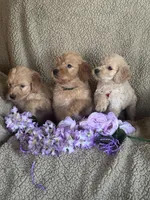 Gorgeous, a male Miniature Goldendoodle for sale in Rush Springs, OK – Photo 3 of 3