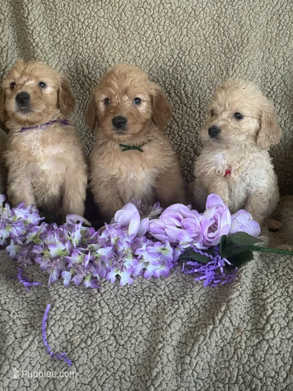 Gorgeous, a male Miniature Goldendoodle for sale in Rush Springs, OK – Photo 1 of 3
