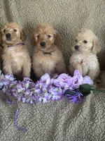 Gorgeous, a male Miniature Goldendoodle for sale in Rush Springs, OK – Photo 1 of 3