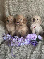 Gorgeous, a male Miniature Goldendoodle for sale in Rush Springs, OK – Photo 2 of 3
