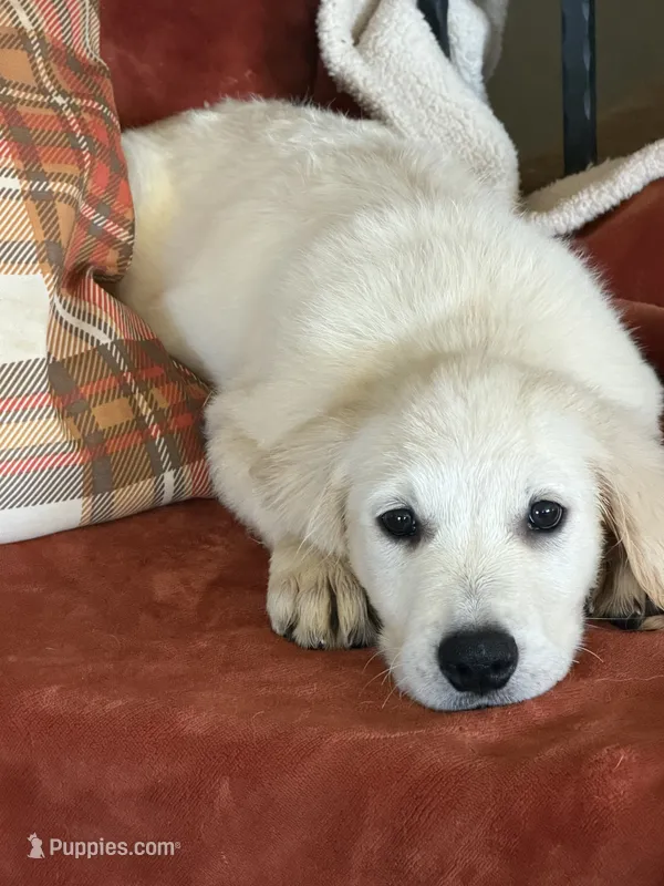 Green male  – English Cream Golden Retriever puppy for sale in Rush Springs, OK