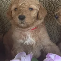Lealah, a female Goldendoodle for sale in Rush Springs, OK – Photo 3 of 7