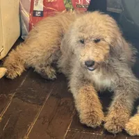 Lealah, a female Goldendoodle for sale in Rush Springs, OK – Photo 2 of 7