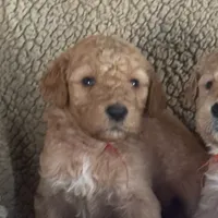 Lealah, a female Goldendoodle for sale in Rush Springs, OK – Photo 4 of 7