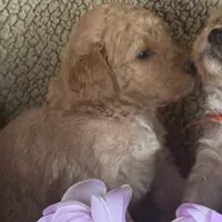 Lealah, a female Goldendoodle for sale in Rush Springs, OK – Photo 5 of 7