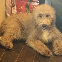 Lealah, a female Goldendoodle for sale in Rush Springs, OK – Photo 7 of 7