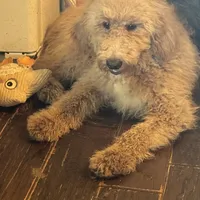 Lealah, a female Goldendoodle for sale in Rush Springs, OK – Photo 6 of 7