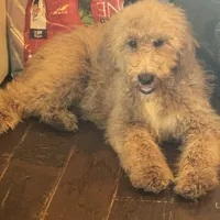 Lealah, a female Goldendoodle for sale in Rush Springs, OK – Photo 1 of 7