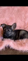 Red sable girl, a female German Shepherd Dog for sale in Rush Springs, OK – Photo 3 of 6