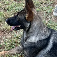 Red sable girl, a female German Shepherd Dog for sale in Rush Springs, OK – Photo 6 of 6