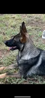 Red sable girl, a female German Shepherd Dog for sale in Rush Springs, OK – Photo 6 of 6