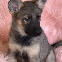 Red sable girl, a female German Shepherd Dog for sale in Rush Springs, OK – Photo 1 of 6