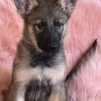 Red sable girl, a female German Shepherd Dog for sale in Rush Springs, OK – Photo 2 of 6