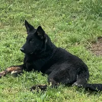 Red sable girl, a female German Shepherd Dog for sale in Rush Springs, OK – Photo 5 of 6
