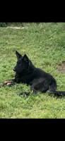 Red sable girl, a female German Shepherd Dog for sale in Rush Springs, OK – Photo 5 of 6