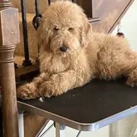 Handsome Blue- Penny, a male Goldendoodle for sale in Rush Springs, OK – Photo 4 of 10