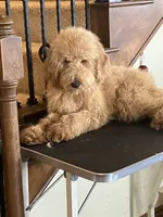 Handsome Blue- Penny, a male Goldendoodle for sale in Rush Springs, OK – Photo 4 of 10