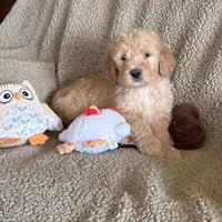 Handsome Blue- Penny, a male Goldendoodle for sale in Rush Springs, OK – Photo 10 of 10