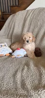 Handsome Blue- Penny, a male Goldendoodle for sale in Rush Springs, OK – Photo 10 of 10