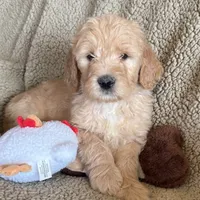 Handsome Blue- Penny, a male Goldendoodle for sale in Rush Springs, OK – Photo 9 of 10