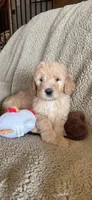 Handsome Blue- Penny, a male Goldendoodle for sale in Rush Springs, OK – Photo 9 of 10