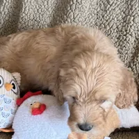 Handsome Blue- Penny, a male Goldendoodle for sale in Rush Springs, OK – Photo 8 of 10