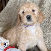 Handsome Blue- Penny, a male Goldendoodle for sale in Rush Springs, OK – Photo 6 of 10
