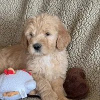 Handsome Blue- Penny, a male Goldendoodle for sale in Rush Springs, OK – Photo 7 of 10