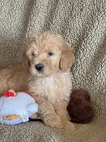 Handsome Blue- Penny, a male Goldendoodle for sale in Rush Springs, OK – Photo 7 of 10
