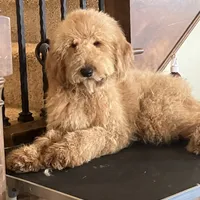 Handsome Blue- Penny, a male Goldendoodle for sale in Rush Springs, OK – Photo 3 of 10