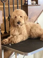 Handsome Blue- Penny, a male Goldendoodle for sale in Rush Springs, OK – Photo 3 of 10