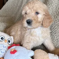 Handsome Blue- Penny, a male Goldendoodle for sale in Rush Springs, OK – Photo 5 of 10