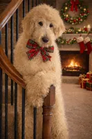 Handsome Blue- Penny, a male Goldendoodle for sale in Rush Springs, OK – Photo 2 of 10