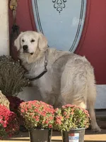 Green male , a male English Cream Golden Retriever for sale in Rush Springs, OK – 9 of 9